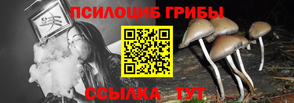 Галлюциногенные грибы Psilocybine cubensis Гулькевичи